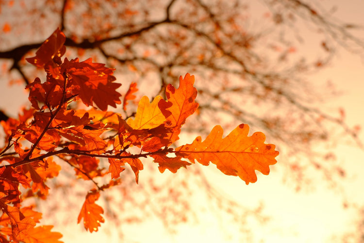 🍄 Douceur d'automne 🍂